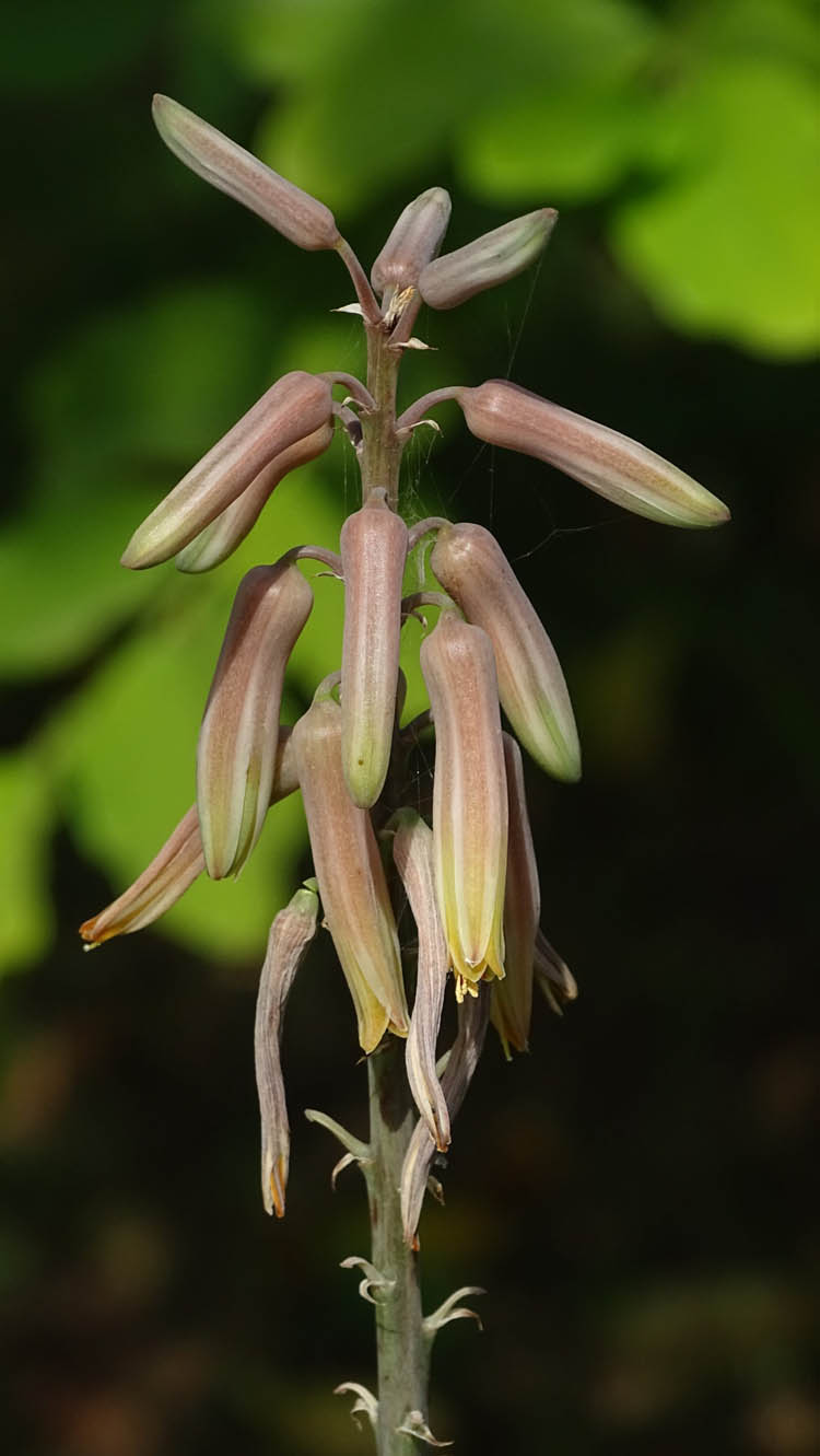 Соцветие Aloe trinervis.