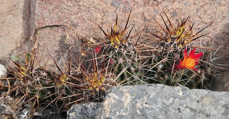 Loxanthocereus hoxeyi (G.J.Charles) Lodé. Миниатюрный цереус из Южного Перу | 1