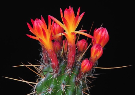 Loxanthocereus hoxeyi (G.J.Charles) Lodé. Миниатюрный цереус из Южного Перу | 2
