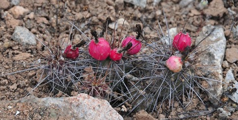 Loxanthocereus hoxeyi (G.J.Charles) Lodé. Миниатюрный цереус из Южного Перу | 3