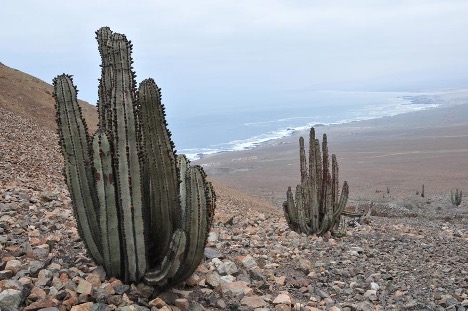 Loxanthocereus hoxeyi (G.J.Charles) Lodé. Миниатюрный цереус из Южного Перу | 4