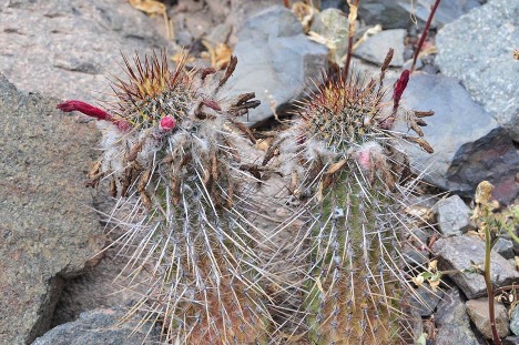 Loxanthocereus hoxeyi (G.J.Charles) Lodé. Миниатюрный цереус из Южного Перу | 5