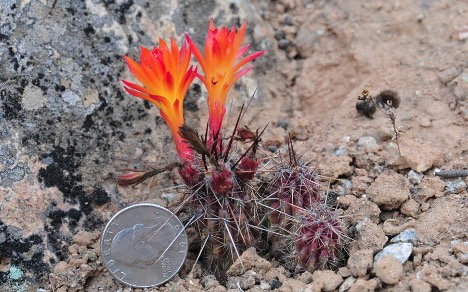Loxanthocereus hoxeyi (G.J.Charles) Lodé. Миниатюрный цереус из Южного Перу | 7