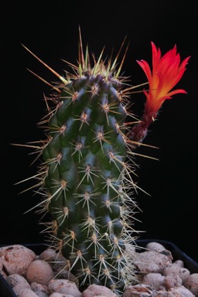 Loxanthocereus hoxeyi (G.J.Charles) Lodé. Миниатюрный цереус из Южного Перу | 8