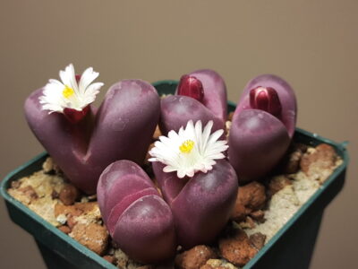 Lithops Optica Rubra семена