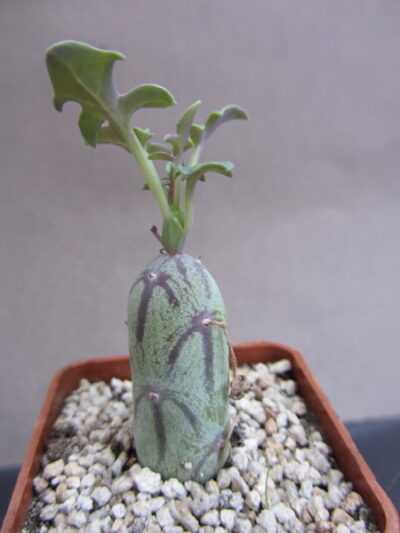 Senecio articulata globosa