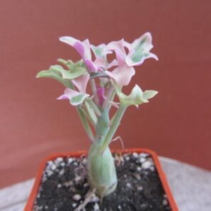 Senecio articulata variegata