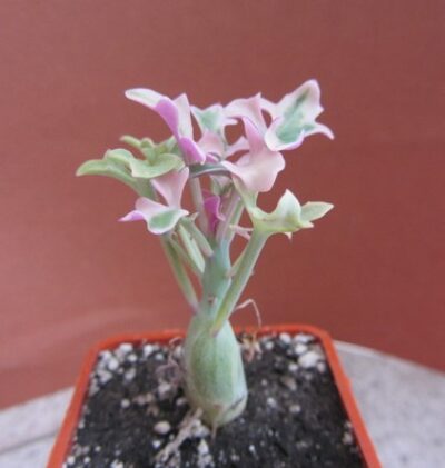 Senecio articulata variegata