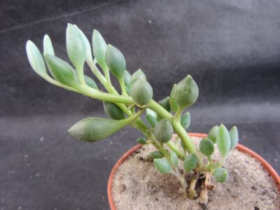 Senecio citriformis - Зображення 2