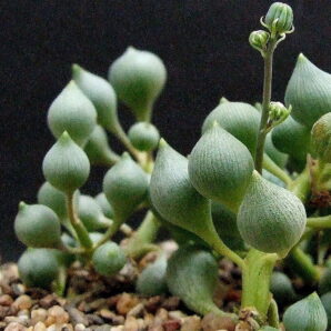 Senecio citriformis
