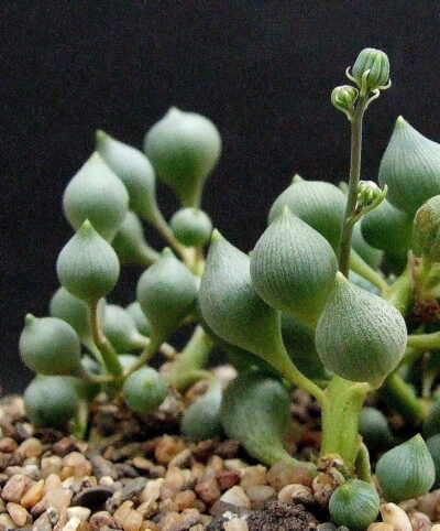 Senecio citriformis