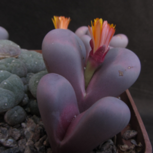 Lithops meyeri Hammeruby семена