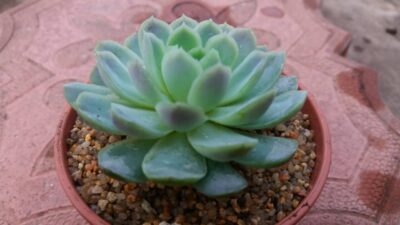 ECHEVERIA ELEGANS