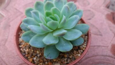 ECHEVERIA ELEGANS - Зображення 3