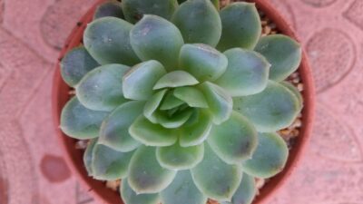 ECHEVERIA ELEGANS - Зображення 2