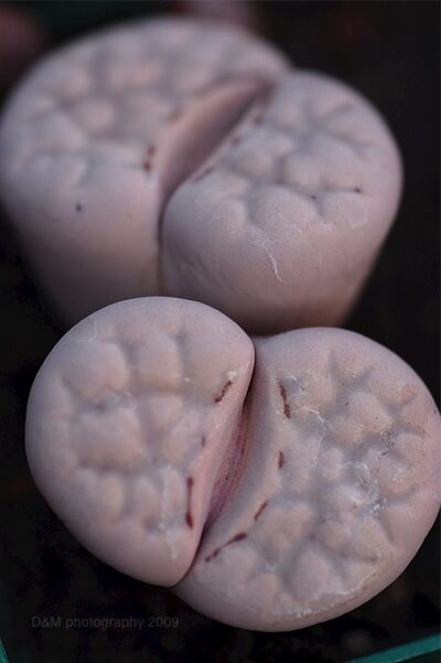 Lithops julii семена