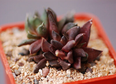 Gasteria nigra cristata