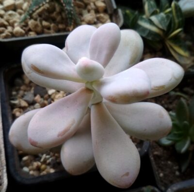 pachyphytum oviferum