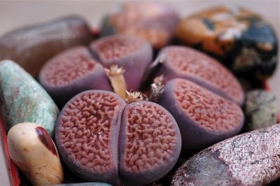 Lithops hookeri dabneri семена