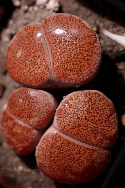 Lithops lesliei mariae семена