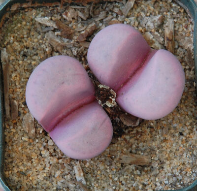Lithops meyeri Hammeruby семена