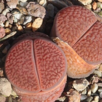 Lithops hookeri var.marginata семена