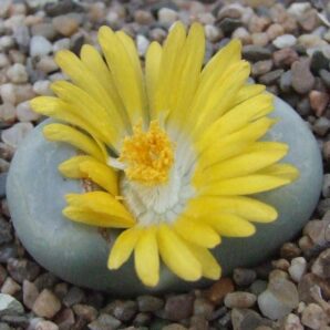 Lithops meyeri семена | 66