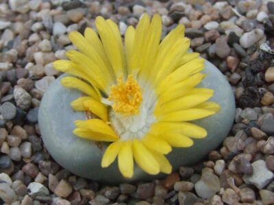 Lithops meyeri семена