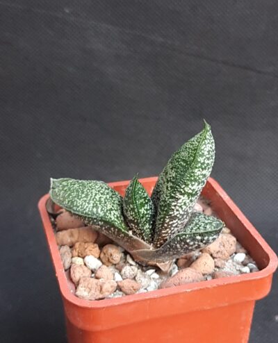 Gasteria batesiana Barberton