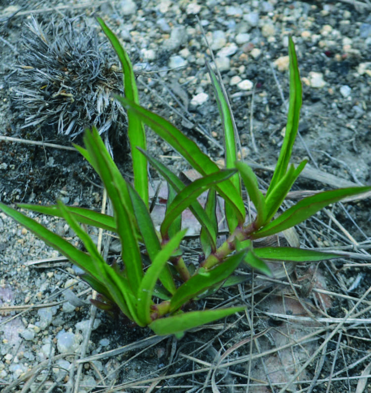 Brachystelma tanzaniensis в местах произрастания с надземными побегами. (фото: Петр Павелка) 