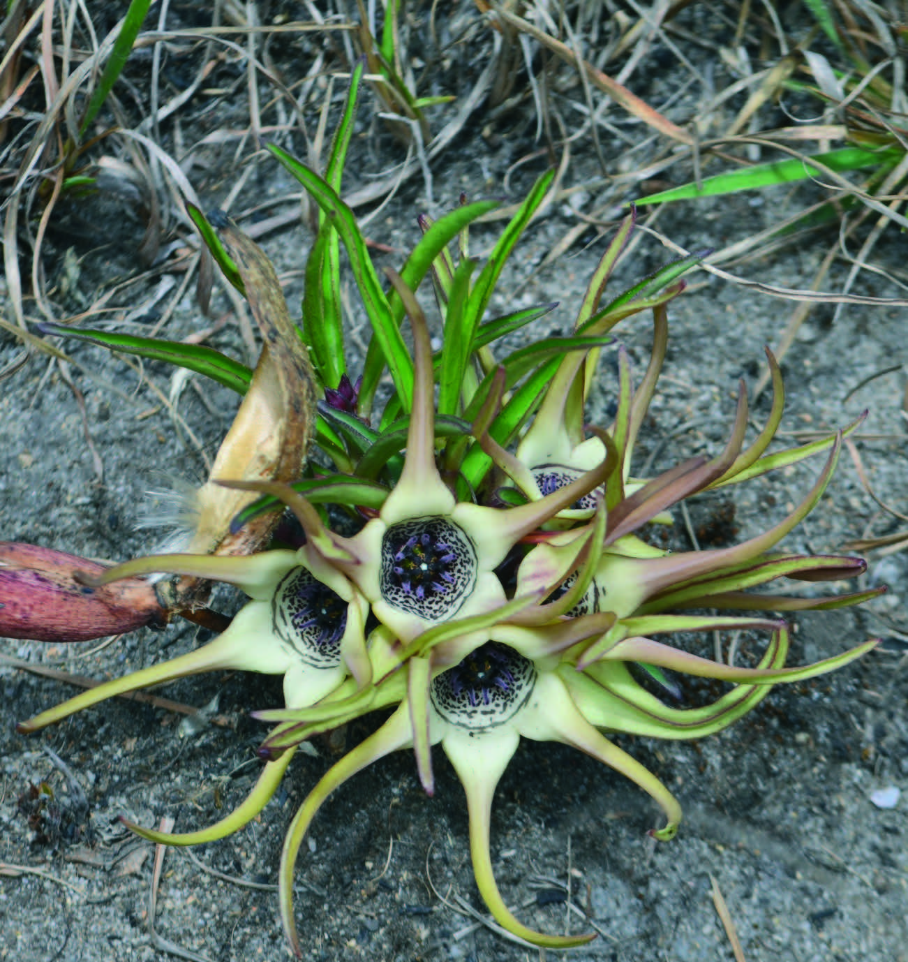 Новый вид Брахистельмы (Brachystelma) из Танзании