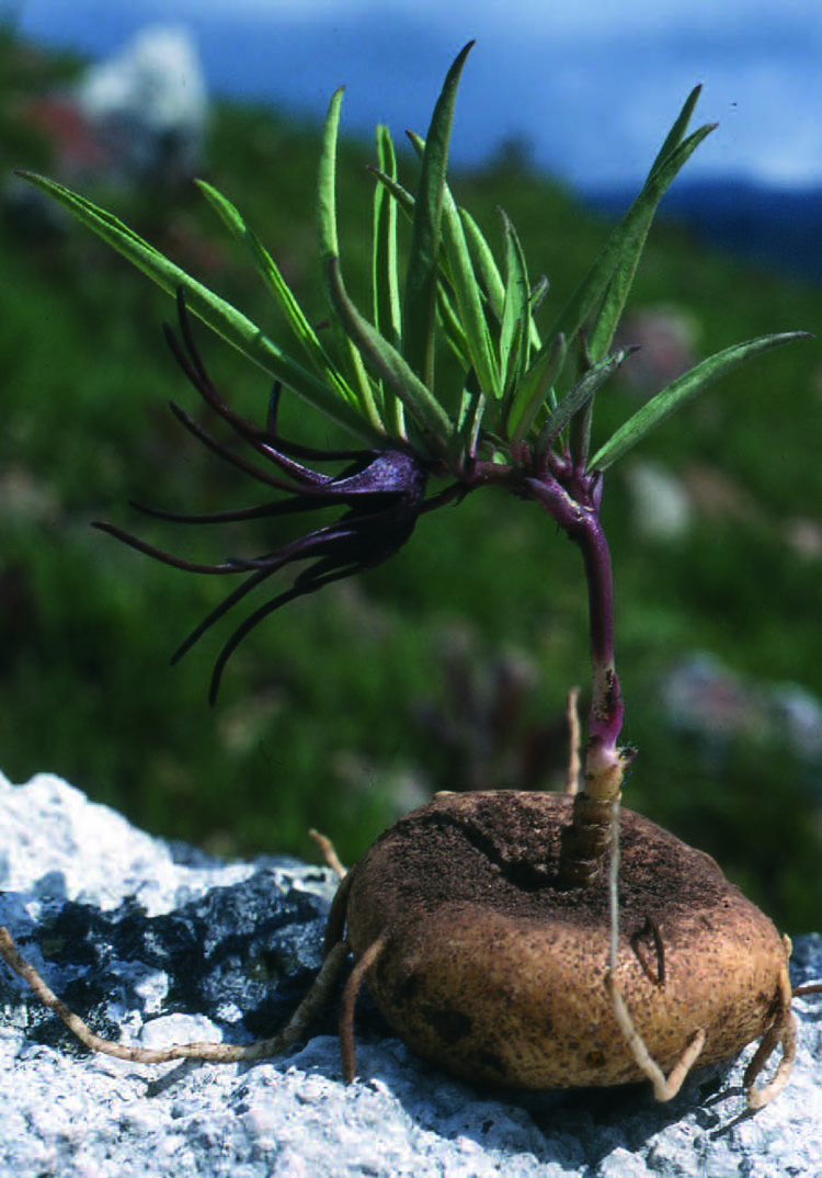 Небольшое растение Brachystelma floribundum из Танзании. (фото: Эрнст Спекс) 