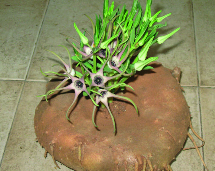 Большой каудекс Brachystelma tanzaniensis. 