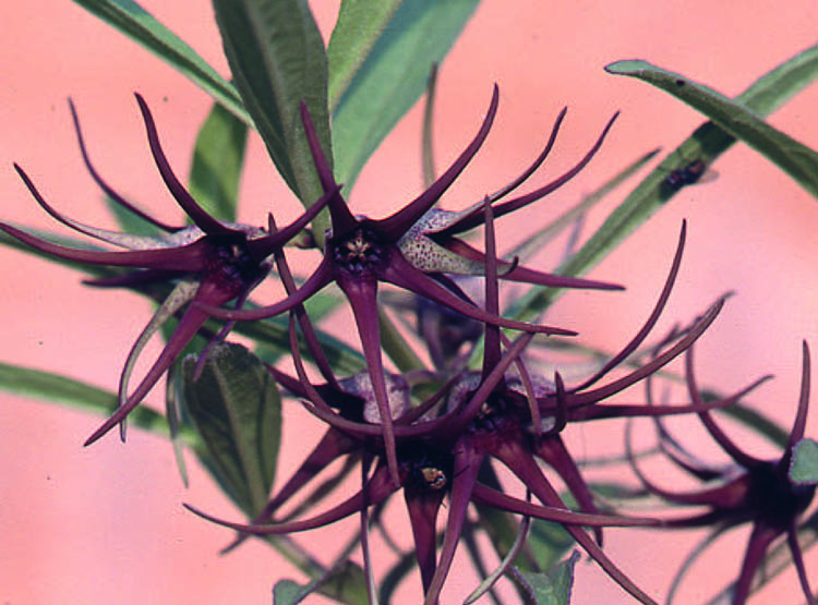 Направленные вниз темные цветки Brachystelma floribundum из Зимбабве. 