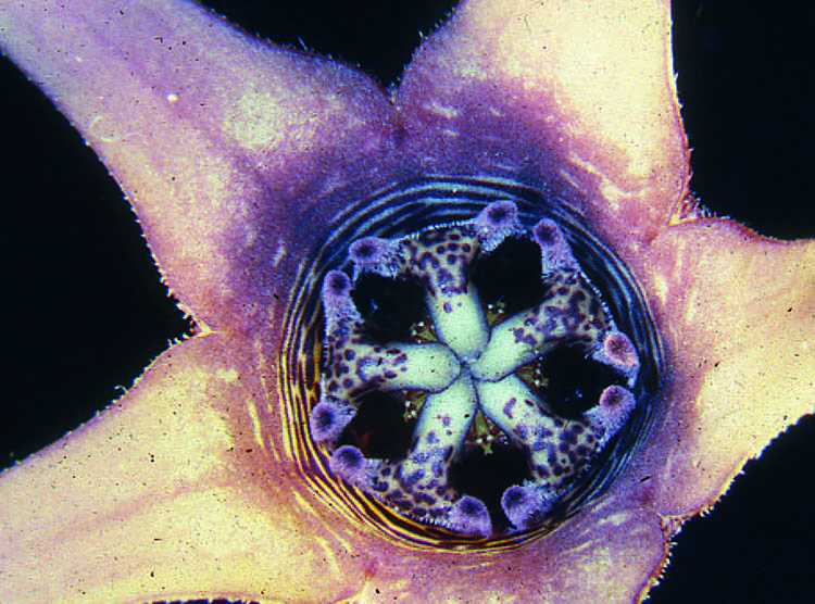 У Brachystelma floribundum явно узкая трубка венчика. 