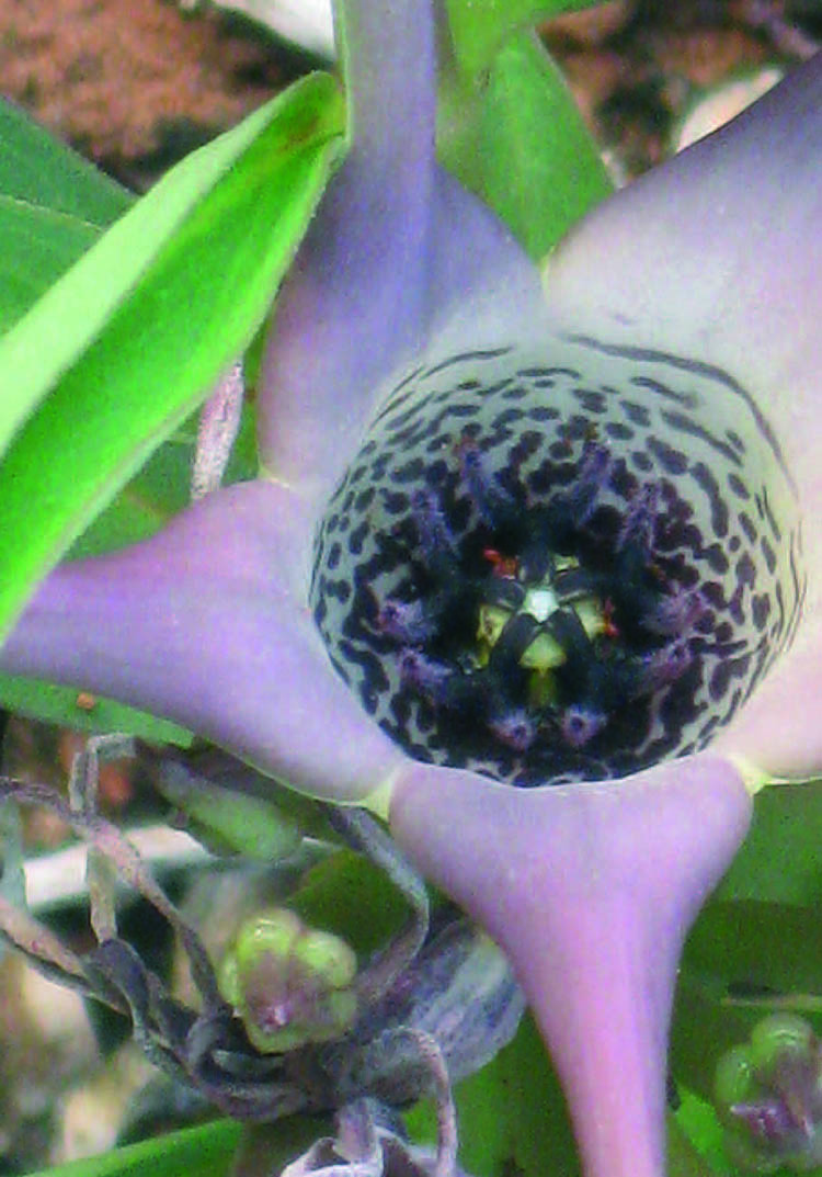 Заметно широкая трубка венчика у Brachystelma tanzaniensis. 