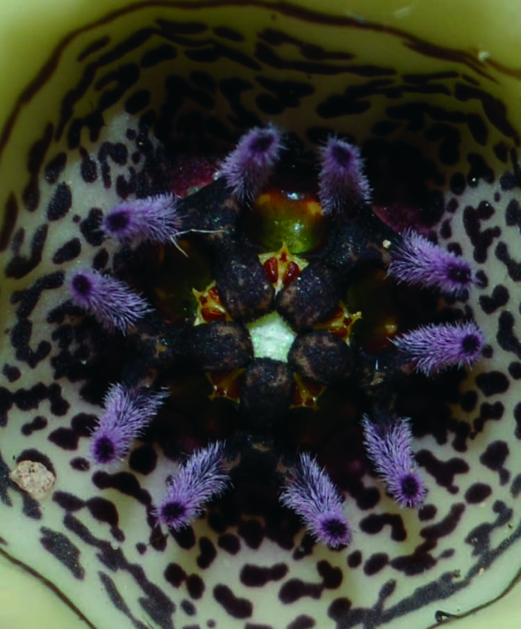 На венце Brachystelma tanzaniensis видны расходящиеся опушенные внешние сегменты. 