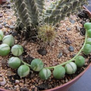 Senecio rowleyanus var.