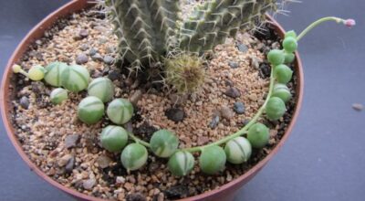 Senecio rowleyanus var.