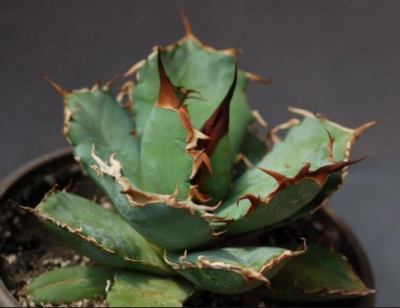 Agave titanota - Зображення 2
