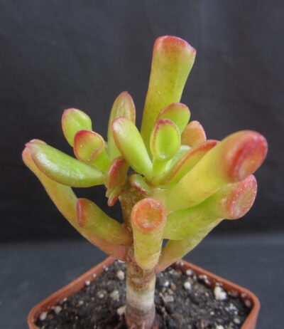 Crassula ovata Hobbit