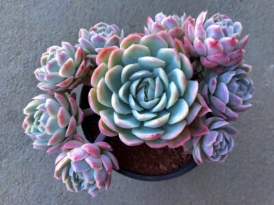 ECHEVERIA ELEGANS - Зображення 4
