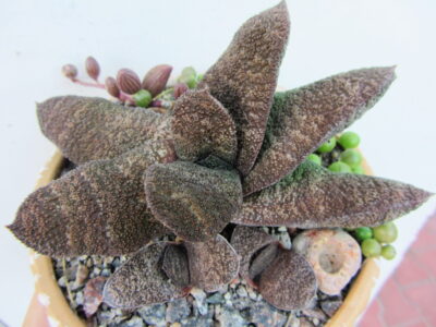 Gasteria Batesiana Barberton - Зображення 2