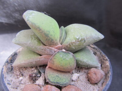 Gasteria brachyphylla var. bayeri