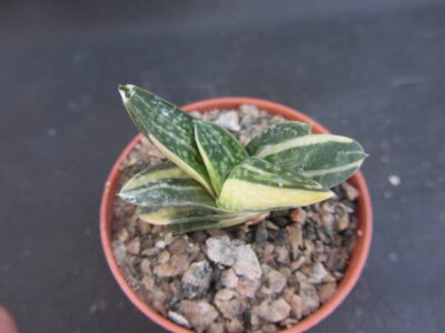 Gasteria minima variegata
