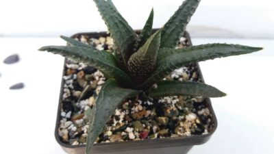 HAWORTHIA LIMIFOLIA "NIGRA" - Зображення 2