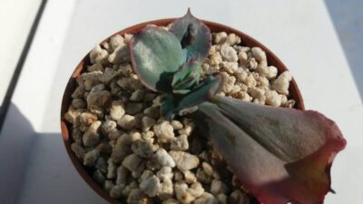 ECHEVERIA CRAZZY JOKER - Зображення 2