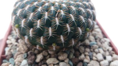SULCOREBUTIA "arenacea" - Зображення 2