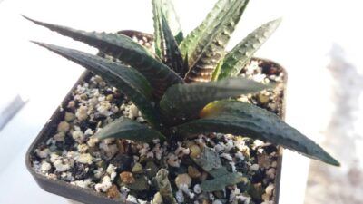 HAWORTHIA LIMIFOLIA "NIGRA"