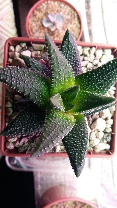 HAWORTHIA "ENON" - Зображення 2